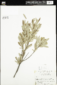 Salix pedicellaris image