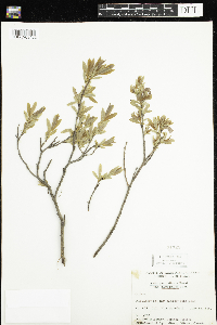 Salix pedicellaris image