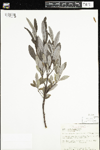 Salix pedicellaris image