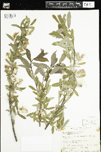 Salix pedicellaris image