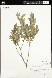 Salix pedicellaris image