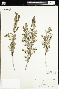 Salix pedicellaris image