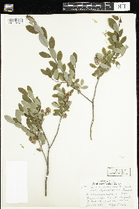 Salix pedicellaris image