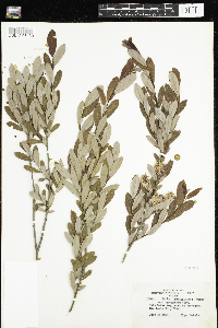 Salix pedicellaris image