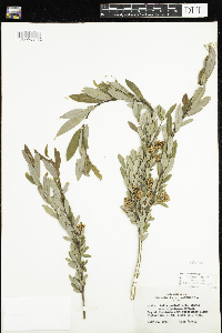 Salix pedicellaris image
