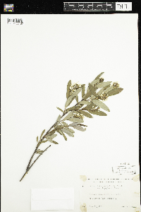 Salix pedicellaris image