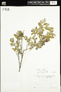 Salix pedicellaris image