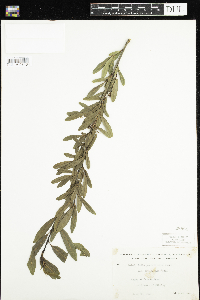Salix pedicellaris image