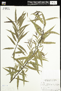Salix nigra image