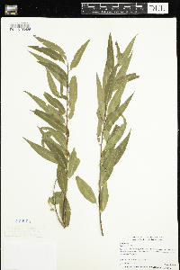 Salix nigra image