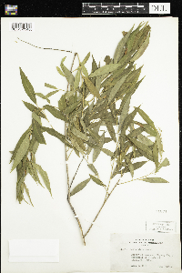 Salix nigra image
