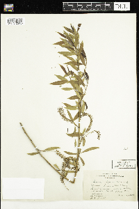 Salix nigra image