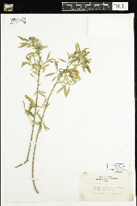 Salix nigra image