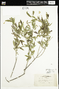 Salix nigra image