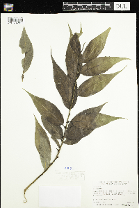 Salix lucida image