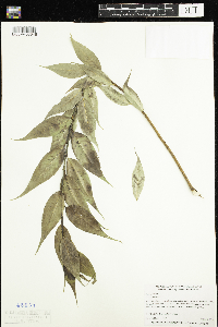 Salix lucida image