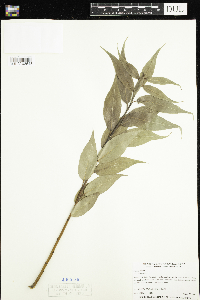 Salix lucida image