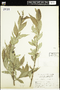 Salix lucida image