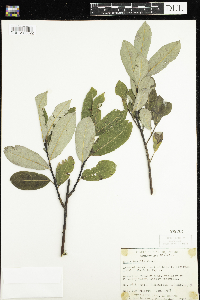 Salix humilis image