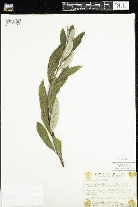 Salix humilis image