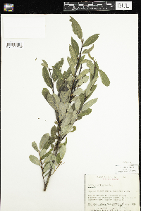 Salix humilis image