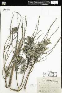 Salix humilis var. tristis image