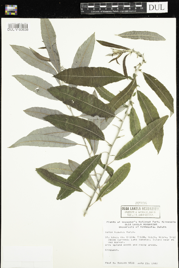 Salix humilis image