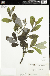 Salix humilis image