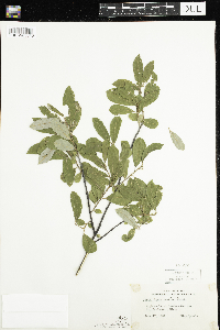 Salix humilis image