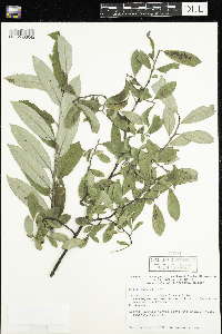 Salix humilis image