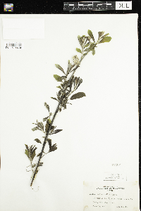 Salix humilis image