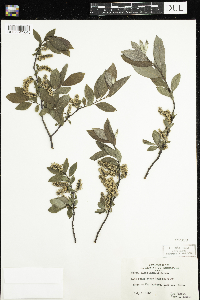 Salix humilis image