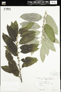 Salix humilis image