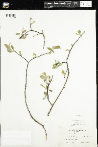Salix humilis image