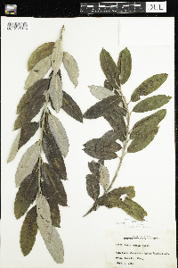 Salix humilis image