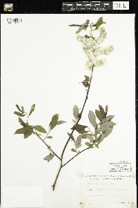 Salix humilis image
