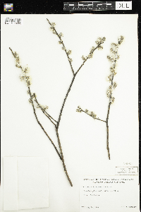 Salix humilis image