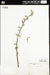 Salix humilis image