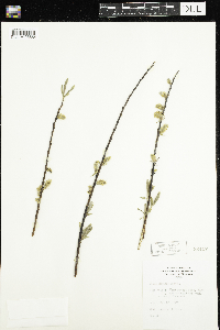 Salix humilis image