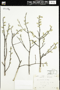 Salix humilis image