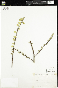 Salix humilis image