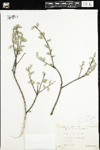 Salix humilis image