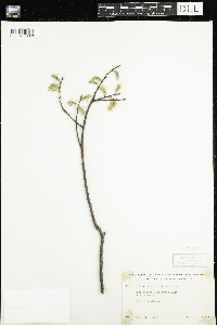 Salix humilis image