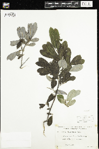 Salix humilis image
