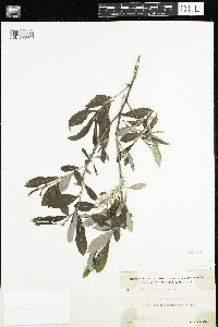 Salix humilis image