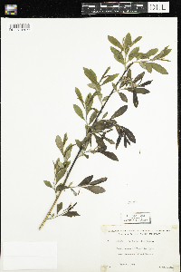 Salix humilis image