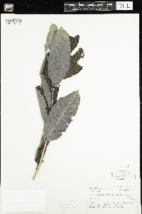 Salix humilis image