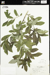Salix humilis image