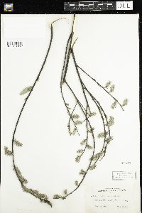 Salix humilis image