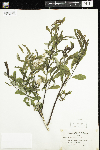 Salix humilis image
